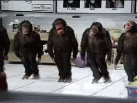 crazy monkey gif|animated gif monkey.